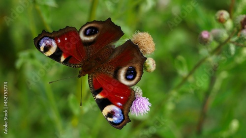 Peacock butterfly on a flower eats nectar.
