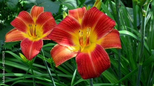  Red with yellow throated daylily in a summer sunny garden close-up
