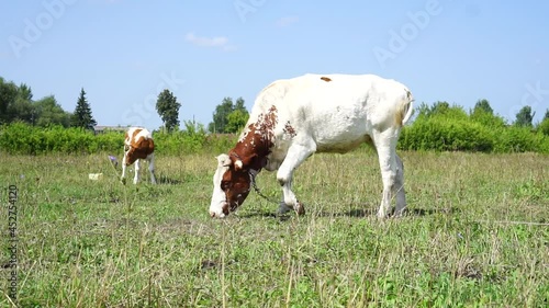 Calf with a cow in the meadow.
