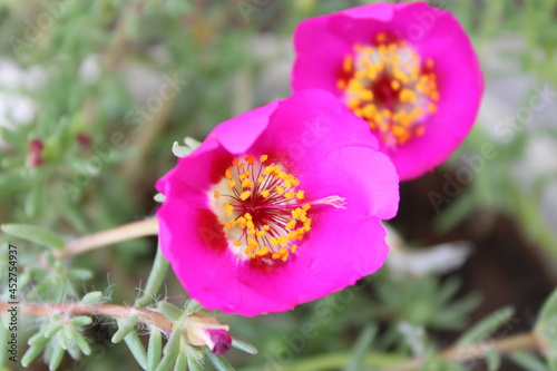 Beautiful pink purslane flower, Moss Rose, Ten O'Clock, Sun Rose or Portulaca Grandiflora, Mexican rose 