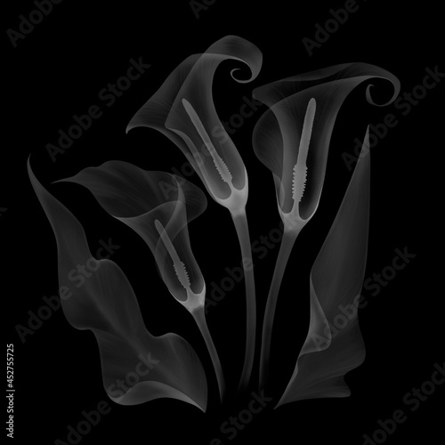  transparent floral calla lilies black and white illustration hand drawn isolated on black background, chalk board, x-ray leaves pistils, stamens, botanical drawing of floral structure