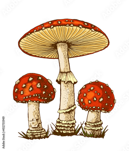 drawn poisonous mushroom, fly agaric, inedible, flat color illustration, flat illustration, fly amanita muscaria hallucinogenic, medicinal fungus isolated on white background, for design and print photo