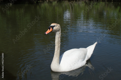 El  gant cygne blanc au bec orange