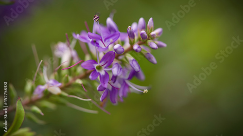 close up of lavender