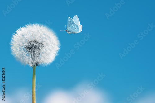 White dandelion with flying butterfly on blue sky background. Copy space © Soho A studio