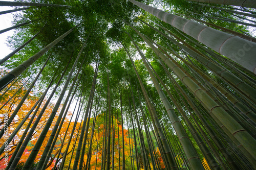 Bamboo grove  bamboo forest at Arashiyama in Kyoto  Japan