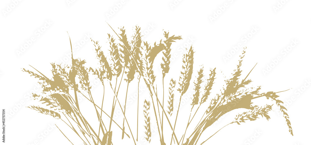 Yellow ears of wheat. Vector illustration