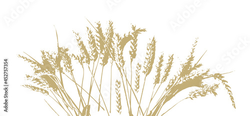Yellow ears of wheat. Vector illustration