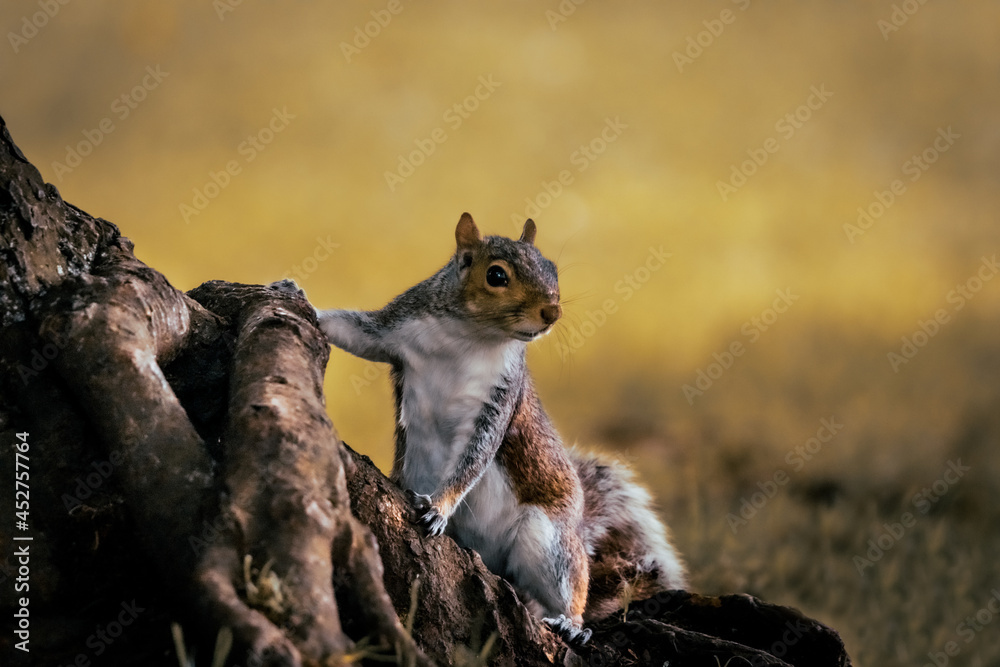 A Grey Squirrel in the role of the lookout