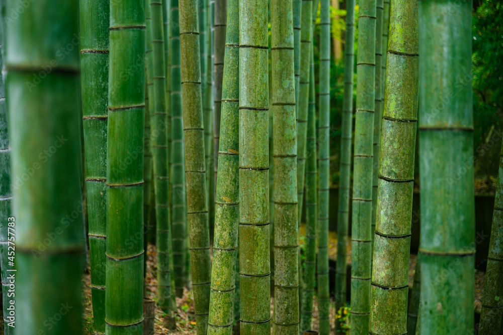 Bamboo grove, bamboo forest at Arashiyama in Kyoto, Japan Bamboo grove, bamboo forest at Arashiyama in Kyoto, Japan