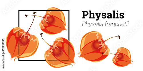 Physalis flowers isolated on a white background. Physalis berry botanical illustration.