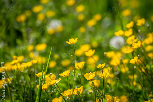 Buttercups growing in a field in Sussex, with a shallow depth of field © lemanieh