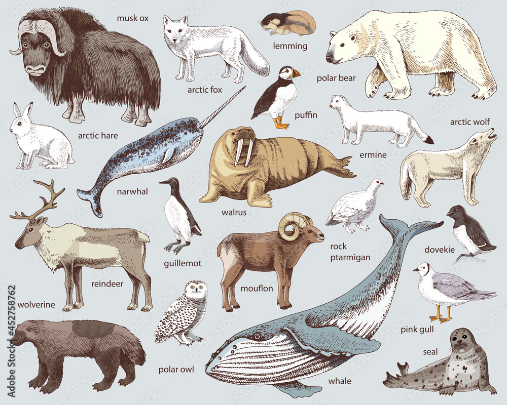 Photo & Art Print Hand drawn Arctic animals collection, Marina