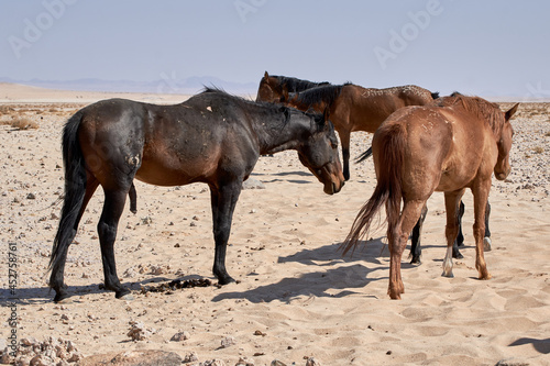 Wild Namib desert horses  Equus ferus caballus  near Aus  Namibia  Africa.