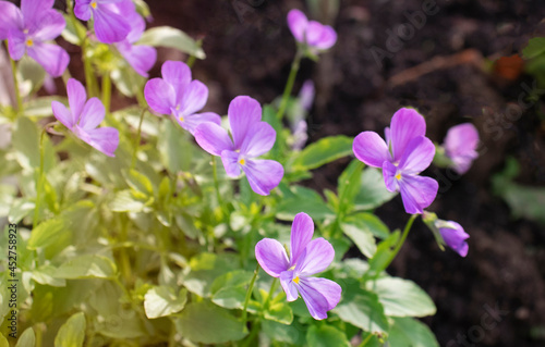 Fototapeta Naklejka Na Ścianę i Meble -  Viola Cornuta flowers in the garden
