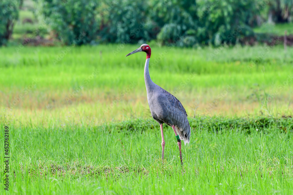 Eastern Sarus Crane (Antigone antigone sharpii) in natural habitat at Huai Jorakae Mak Reservoir Non-hunting Area, Buri Ram Province, Thailand.