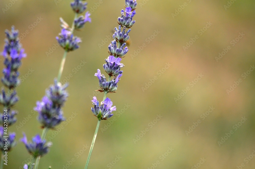 Obraz premium purple lavender flower in spring