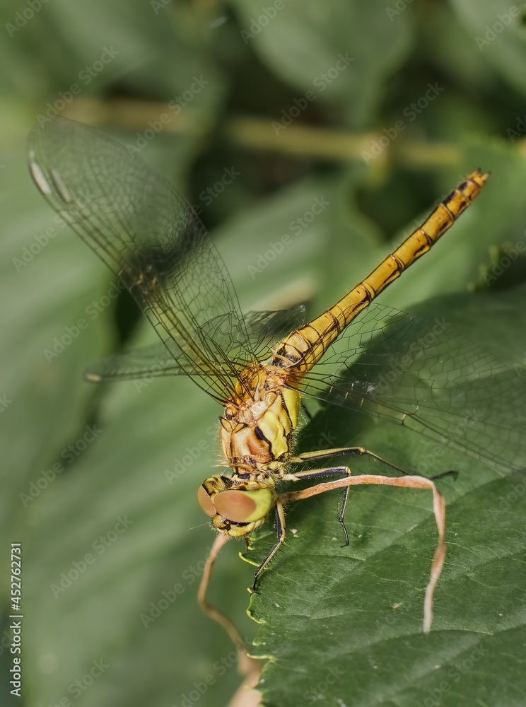 European dragonfly vagrant darter on a leaf European dragonfly vagrant darter on a leaf
