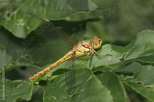 European dragonfly vagrant darter on a leaf