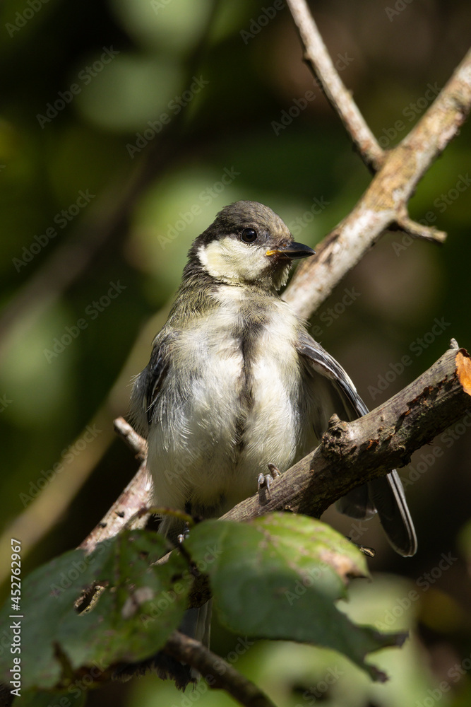 Obraz premium 羽根を開きかけの小鳥