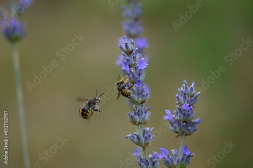 a small beetle on a purple lavender flower © oljasimovic