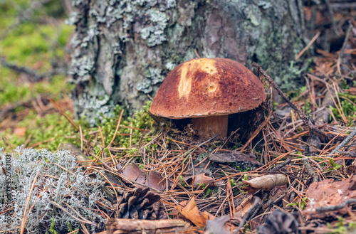 Porcini mushroom (Boletus Pinophilus) is growing in the pine forest under the tree.