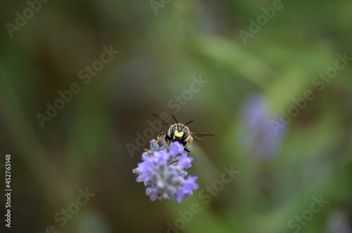 a small beetle on a purple lavender flower