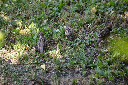 sparrows search the grass for food