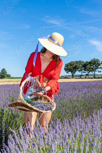 A young woman collecting lavender with a basket. Nature tourism and concept of well-being and of love for the environment.