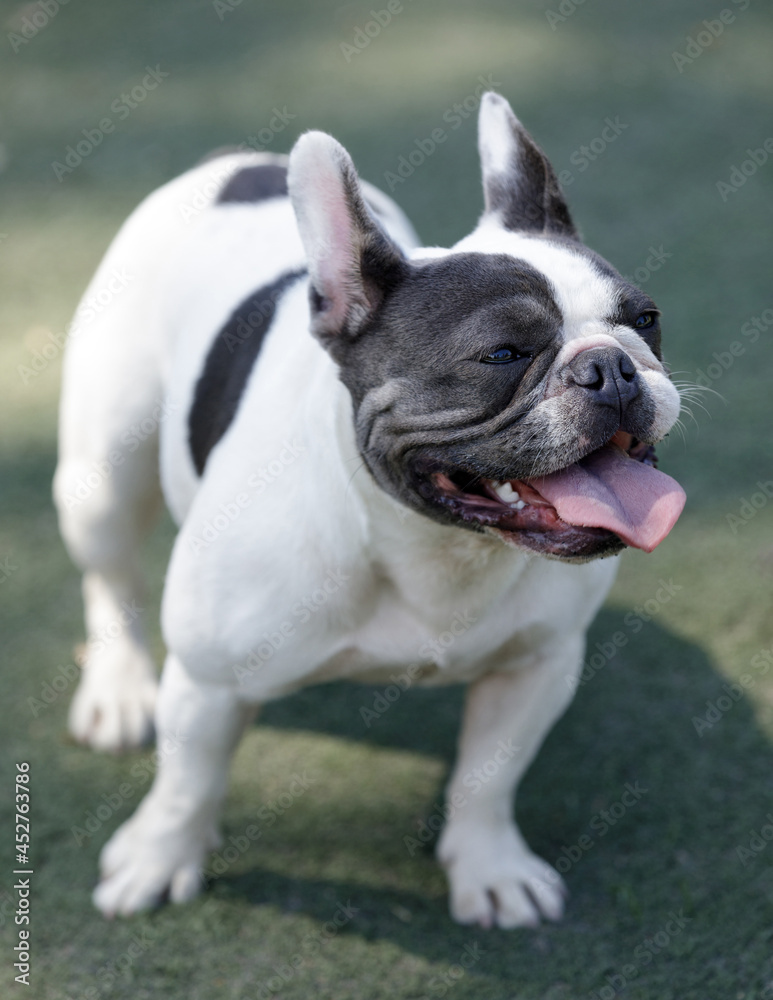 11-Month-Old blue, black, and white piebald female Frenchie. Off-leash dog park in Northern California.