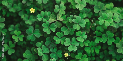 green clover leaves. long horizontal banner