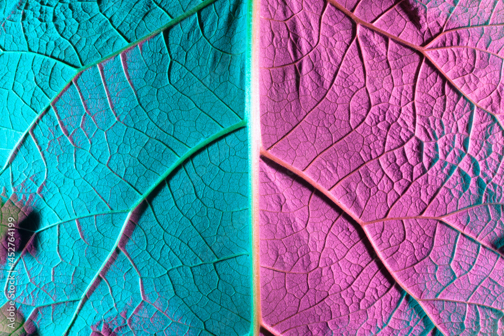 Fototapeta premium plant leaf close-up with purple backlight. Use as background