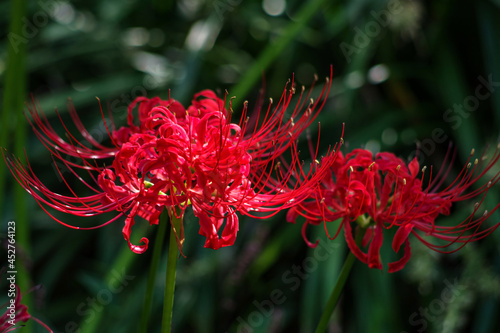             lycoris radiata