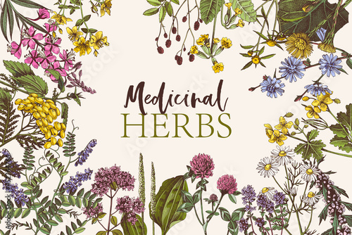 Hand drawn background of medicinal herbs