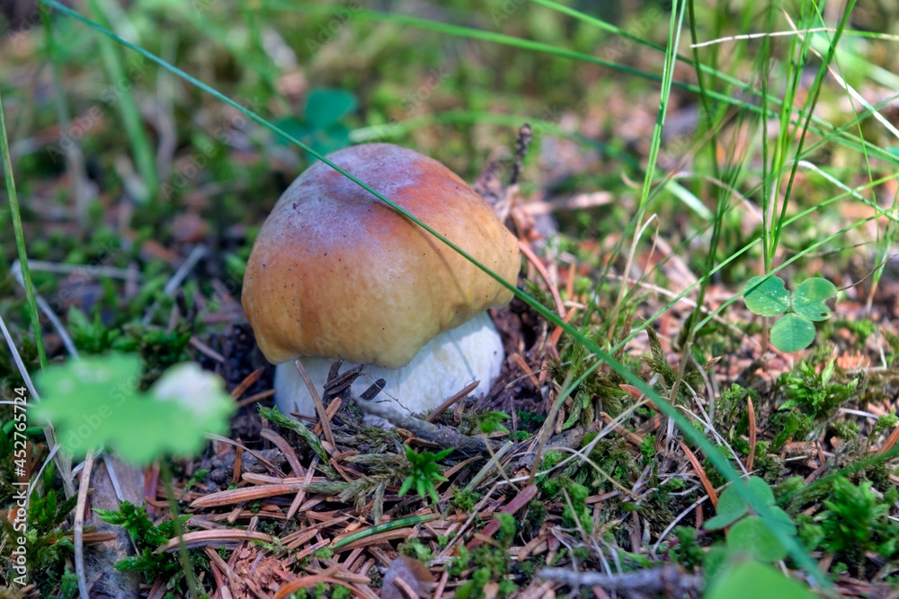 Boletus edulis edible mushroom in the forest. Edible mushroom boletus edulis known as penny bun in forest with blurred background. Boletus edulis edible mushroom in the forest. Edible mushroom boletus edulis known as penny bun in forest with blurred background.