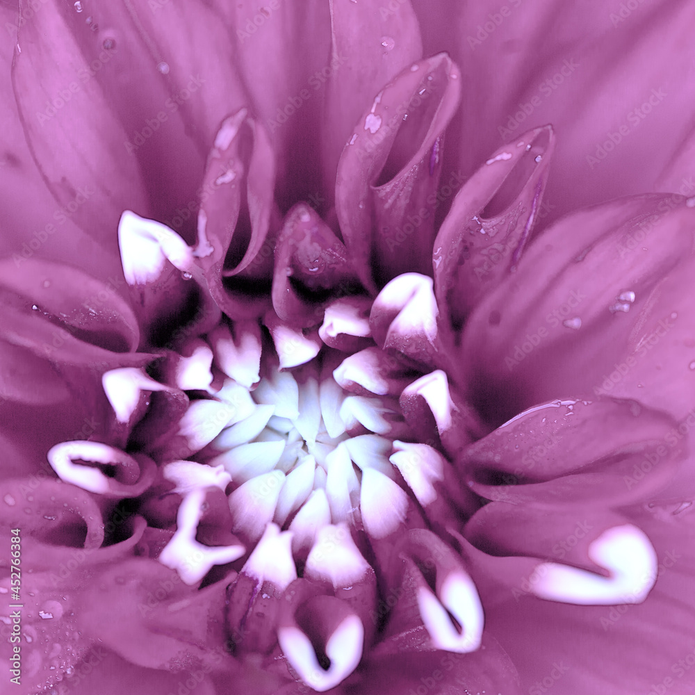 Fototapeta premium Macro photo of a pink dahlia. Flowers background