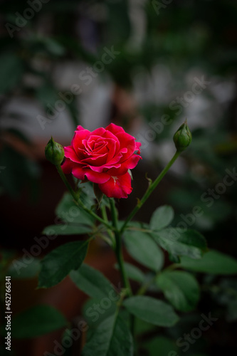 Beautiful red roses blooming in the garden.