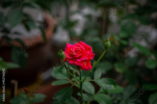 Beautiful red roses blooming in the garden.