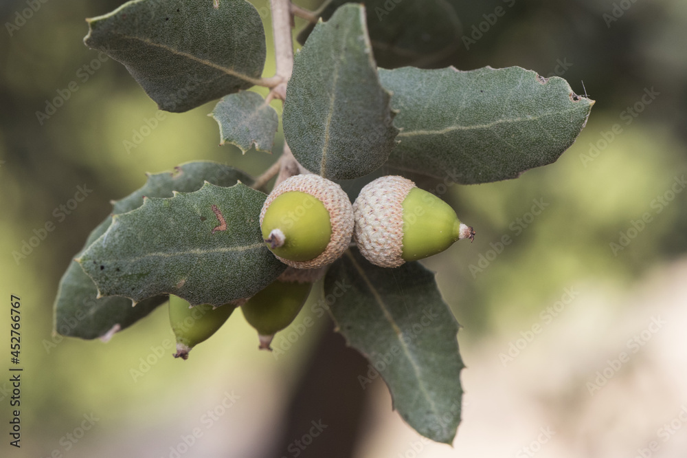 Obraz premium Quercus ilex subs ballota still immature green acorns with green oak leaves with bluish tones on defocused green background
