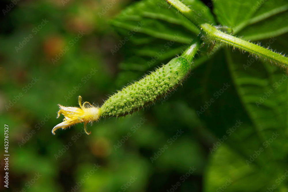 A small cucumber growing in a vegetable garden on a bush. A small cucumber growing in a vegetable garden on a bush.