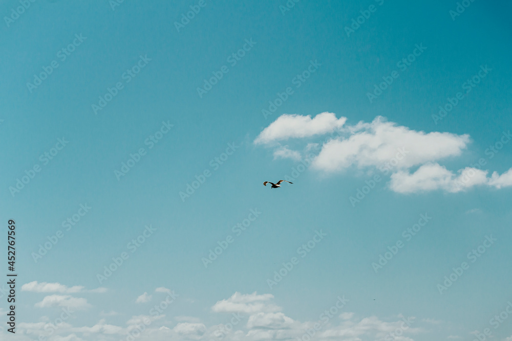 Pássaro voando em céu azul com nuvens - Paisagem natural