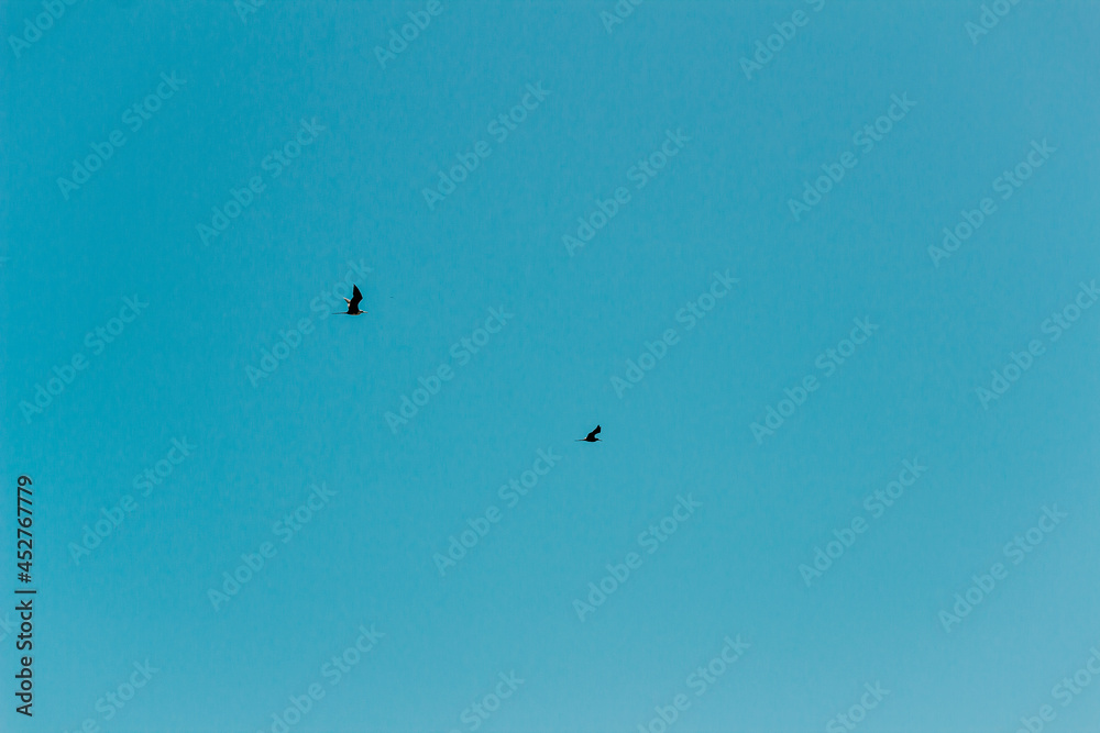 Pássaros voando em céu azul - Paisagem natural