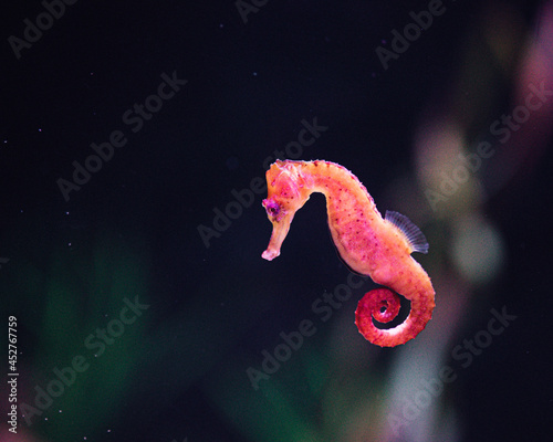 Pink Seahorse photo