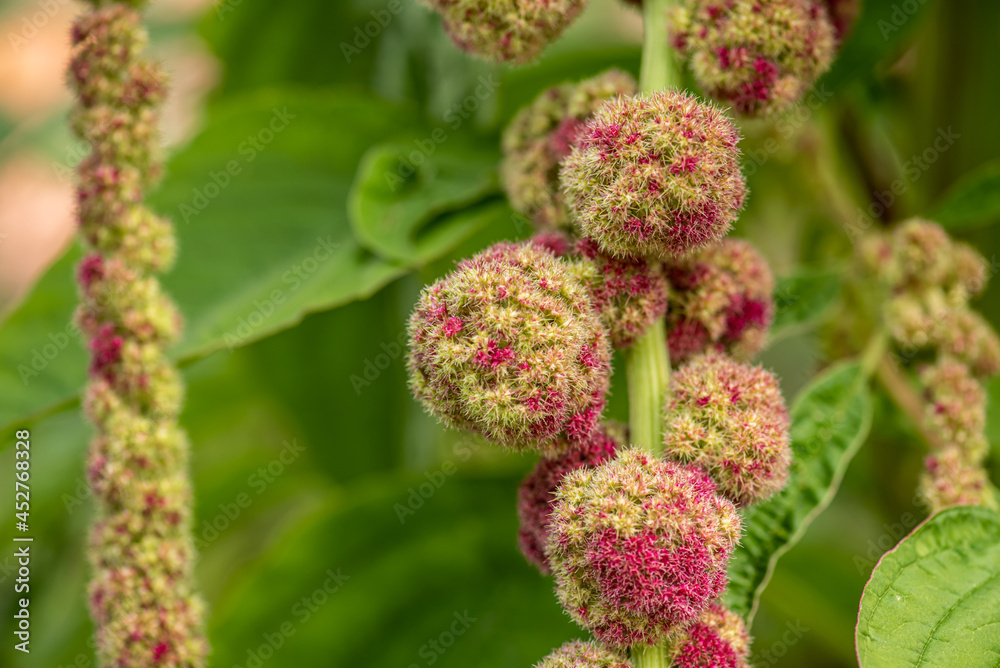 Fototapeta premium Magenta and green round flowers hanging from a stem.
