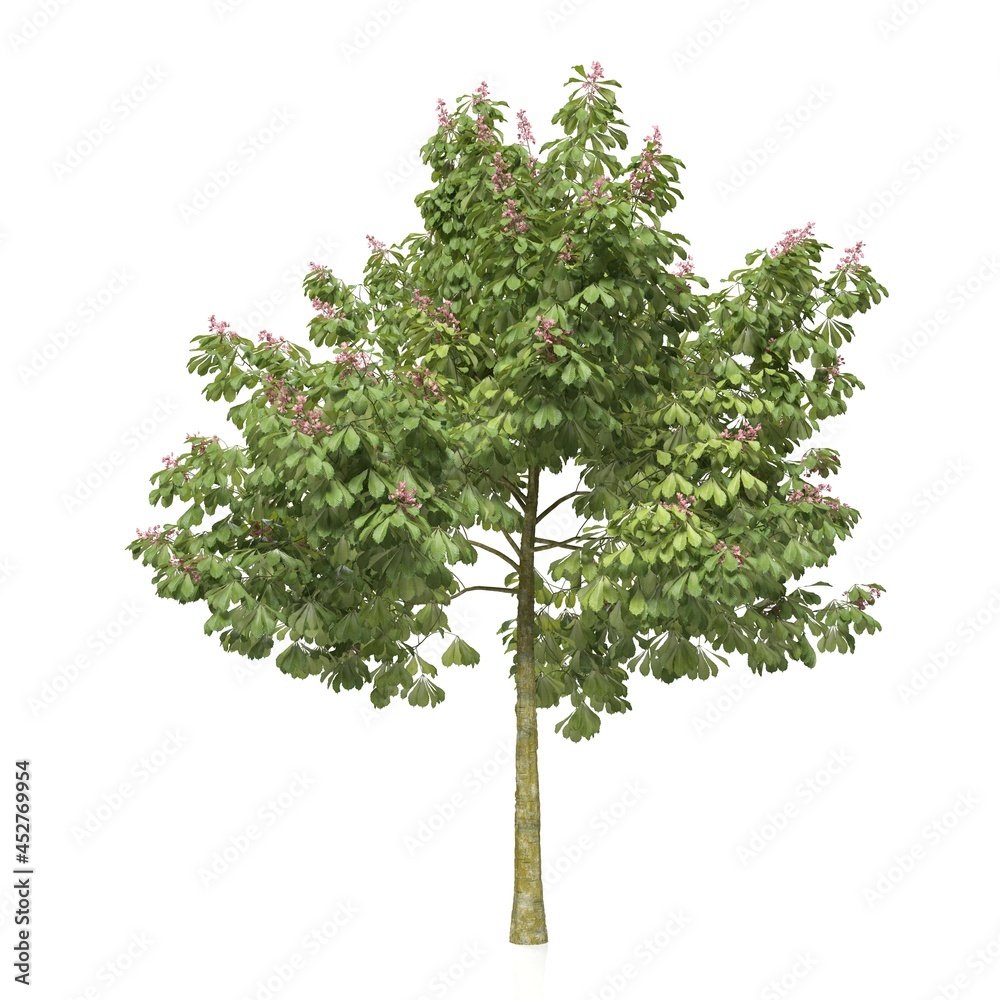 3d render of a tree on white background	