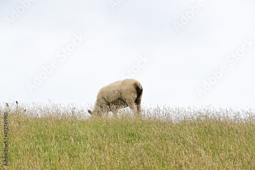 Schaf steht auf gr  nem Damm am Nordstrand in Nordfriesland