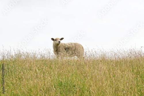 Schaf guckt in die Weite des Himmels