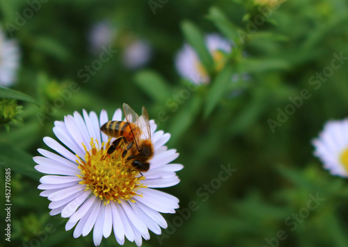 Wallpaper Mural Bee on a daisy on the green background Torontodigital.ca