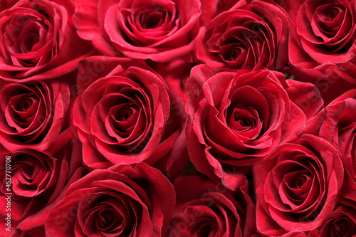 Garden red roses close-up. Concept for March 8, Valentine's Day, Mother's Day. Festive texture