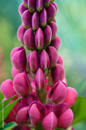 Macro photo of a beautiful pink lupine flower, vertical orientation.